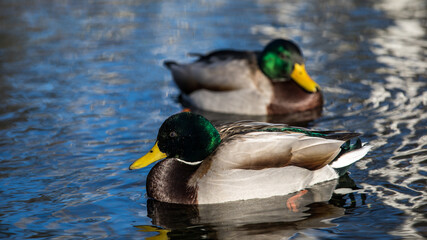 Obraz premium Stockente schwimmt im Bach