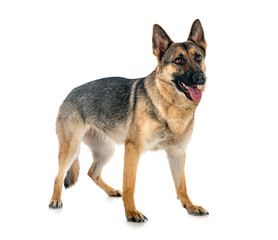 gray german shepherd