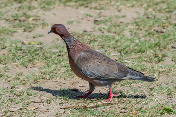 Picazuro Pigeon (Patagioenas picazuro) in park, Buenos Aires, Argentina