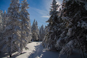 Winter landscape. Coniferous forest in the snow on a clear winter day