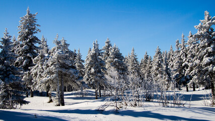 Winter landscape. Coniferous forest in the snow on a clear winter day