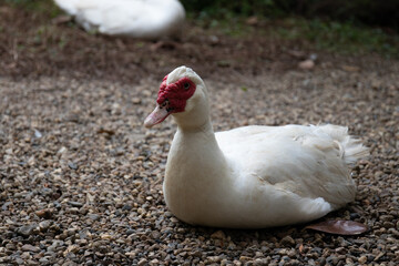 Close up white ducks in the garden