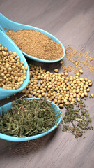Dry coriander seeds with small bamboo spoon and green fresh bunch coriander leaves,famous spices ingredients in asia's kitchen.