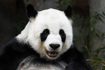 Portrait of a beautiful Female panda in Thailand, Lin Hui