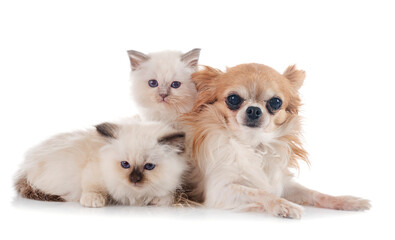 birman kitten and chihuahua