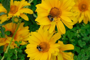 bumblebees pollinate flowers in the garden. Macro, the background is blurred.
