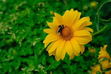 bumblebees pollinate flowers in the garden. Macro, the background is blurred.