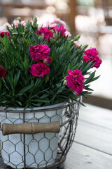 Obraz premium Close up a basket of Pink mini carnation flowers in the garden