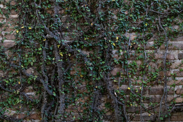 Green Ivy on Vintage red brick building 