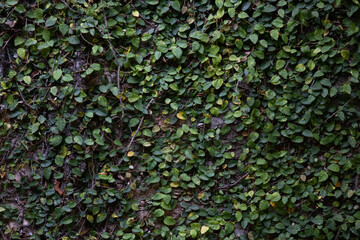 Green Ivy on Vintage red brick building 