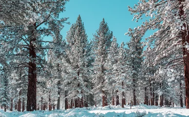 Poster Winter forest © Galyna Andrushko