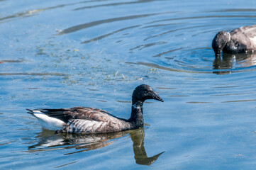 Molting Brent Goose (Branta bernicla) in Malibu Lagoon, California, USA