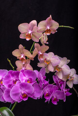 Fototapeta na wymiar Beauty colorful orchid flowers isolated on black background