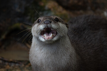 Close up Asian Small-Clawed Otter face