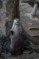 Close up Asian Small-Clawed Otter