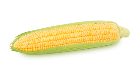 Fresh whole half peeled corn cob isolated on a white background.