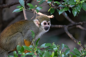 Close up Common Squirrel Monkey