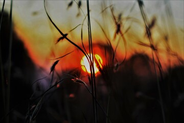 Obraz premium sun set in grass field with blurry effect