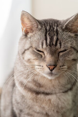 眠そうな猫　サバトラ猫