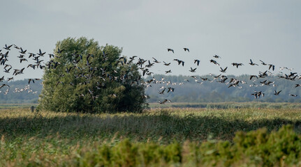 A flock of Barnacle Geese, Branta leucopsis, flying in a blue sky. Above grass and reeds in autumn. In their habitat