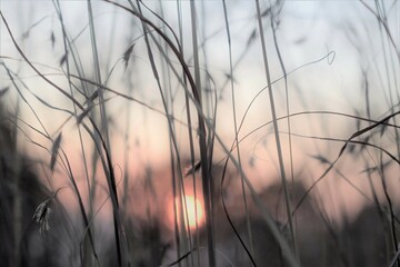 reeds at sunset