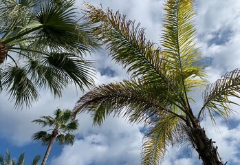 Palm trees with leaves in the sky, white clouds