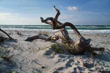 Driftwood, tree root that lies on the Baltic Sea coast on the beach in front of the sea.