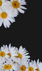 daisies on black background vertical photo