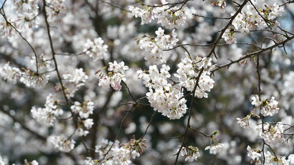 The beautiful white cherry flowers blooming in the park of the China in spring