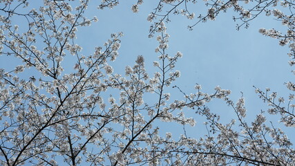 The beautiful white cherry flowers blooming in the park of the China in spring