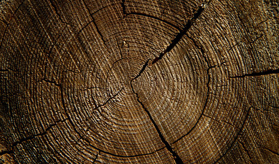 Fototapeta premium Annual rings on a wooden log. Pine tree.