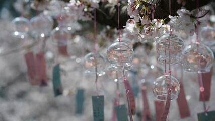 The wind bells hung on the blooming cherry tree in order to pray for blessings in China in spring