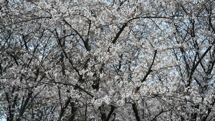 The beautiful white cherry flowers blooming in the park of the China in spring