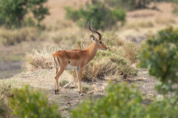 Impala (Aepyceros melampus) Maasai Mara, Kenya.