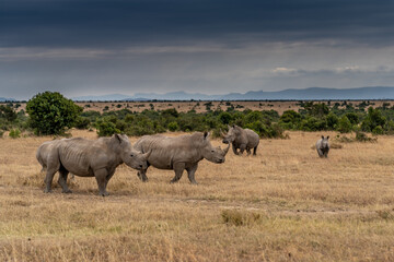 White Rhinoceros Ceratotherium simum Square-lipped Rhinoceros at Khama Rhino Sanctuary Kenya Africa.