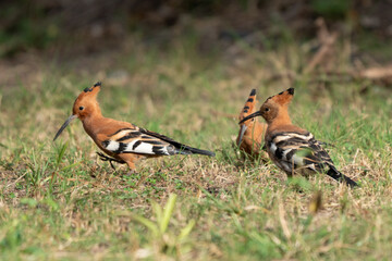 African Hoepoe (Upupa africana), Okavango, Moremi Game Reserve, Botswana.