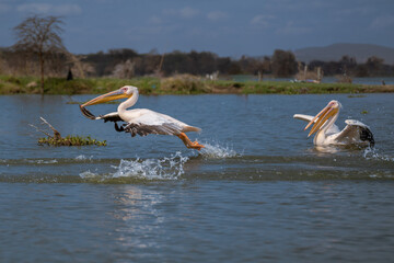 White pelican, Pelecanus onocrotalus, in Lake Kerkini, Greece. Pelicans on blue water surface. Wildlife scene from Europe nature. Bird mountain background. Birds with long orange bills.