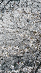 The beautiful white cherry flowers blooming in the park of the China in spring