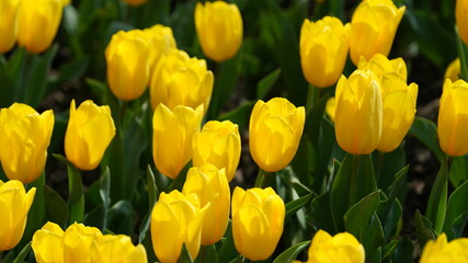 The beautiful yellow tulip flowers blooming in the park of the China in spring