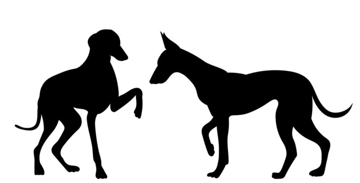 dog silhouette black isolated, vector