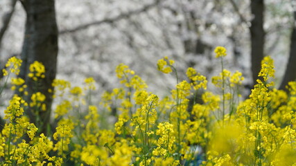 The beautiful countryside view with the yellow canola flowers blooming in the park in China in spring