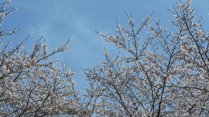 Obraz premium The beautiful white cherry flowers blooming in the park of the China in spring