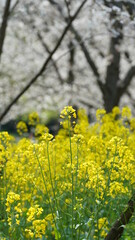 The beautiful countryside view with the yellow canola flowers blooming in the park in China in spring