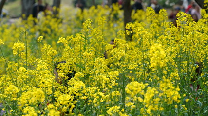 The beautiful countryside view with the yellow canola flowers blooming in the park in China in spring