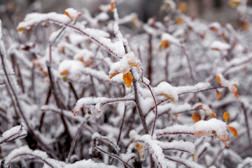 Snow bush with orange leaves in the park. Background.