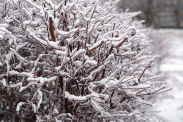 snow covered bush. snow bush in the park,