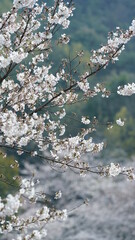 The beautiful white cherry flowers blooming in the park of the China in spring