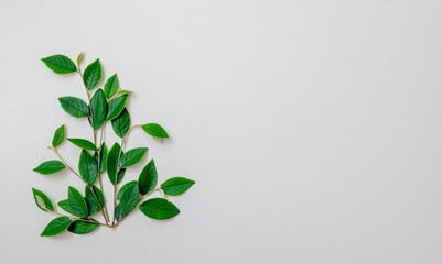 Green leaves on a white background with copy space for text