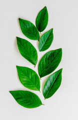 Green fresh leaves on a white background 