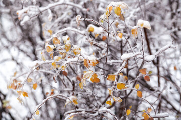 Snow bush with orange leaves in the park. Background.